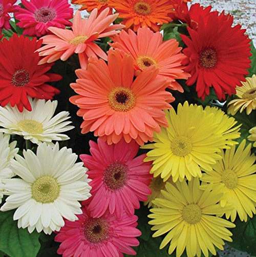 Outsidepride Gerbera Daisy Flower Seed Mix - 200 Seeds