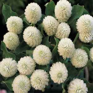 Outsidepride Gomphrena White - 1000 Seeds