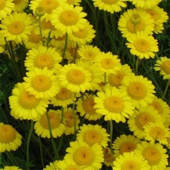 Outsidepride Marguerite Daisy Yellow - 5000 Seeds