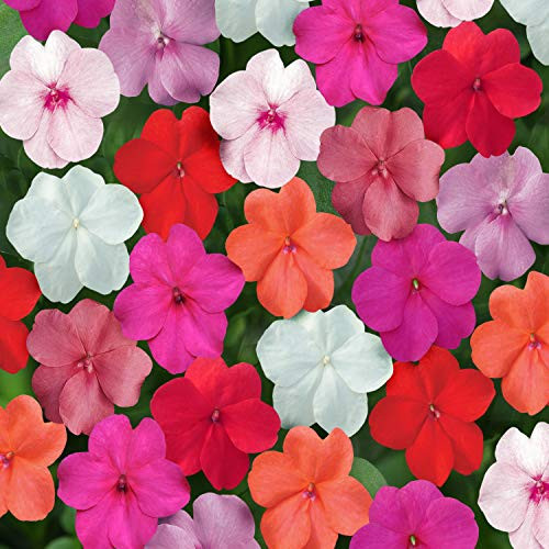 Outsidepride Impatiens Clear Mix - 100 Seeds