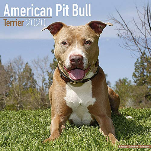 American Pit Bull Terrier Calendar 2020 - Dog Breed Calendar - Wall Calendar 2019-2020