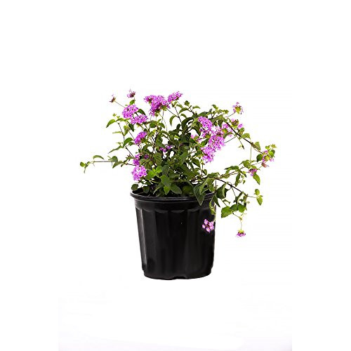 AMERICAN PLANT EXCHANGE Lavender Lantana 1 Gallon Live Plant, 6" Pot, Purple Flowers
