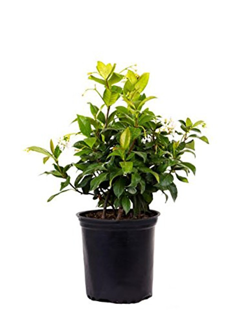 AMERICAN PLANT EXCHANGE Confederate Jasmine 1 Gallon Live Plant, 6" Pot, Green