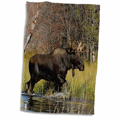 3D Rose Bull Moose Wildlife-Grand Teton Np-Wyoming-Us51 Rnu0047-Rolf Nussbaumer Hand/Sports Towel 15 x 22
