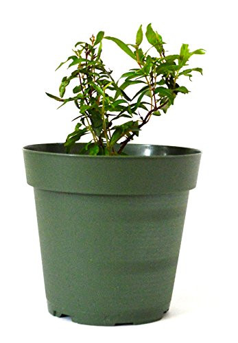 9GreenBox - Dwarf Pomegranate Tree - 4'' Pot
