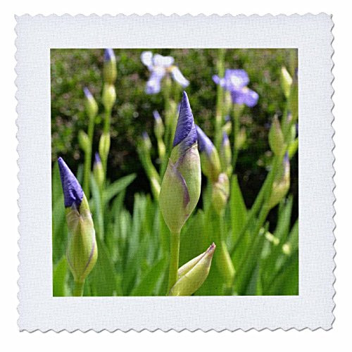 3dRose qs_27540_1 Purple Iris Flowers-Quilt Square, 10 by 10-Inch 3dRose qs_27540_1 Purple Iris Flowers-Quilt Square, 10 by 10-Inch