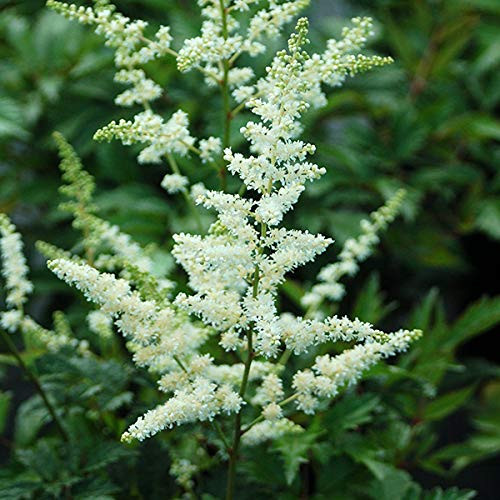 Astilbe arendsii 'Bridal Veil' (False Spirea) Perennial, white flowers, #1 - Size Container