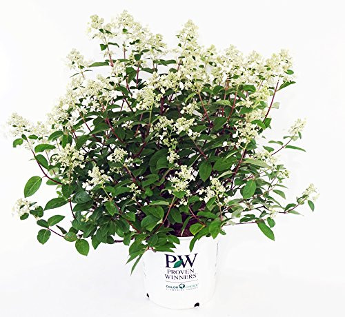 Proven Winners - Hydrangea pan. Quick Fire (Panicle Hydrangea) Shrub, white to pink flowers, #3 - Size Container Proven Winners - Hydrangea pan. Quick Fire (Panicle Hydrangea) Shrub, white to pink flowers, #3 - Size Container