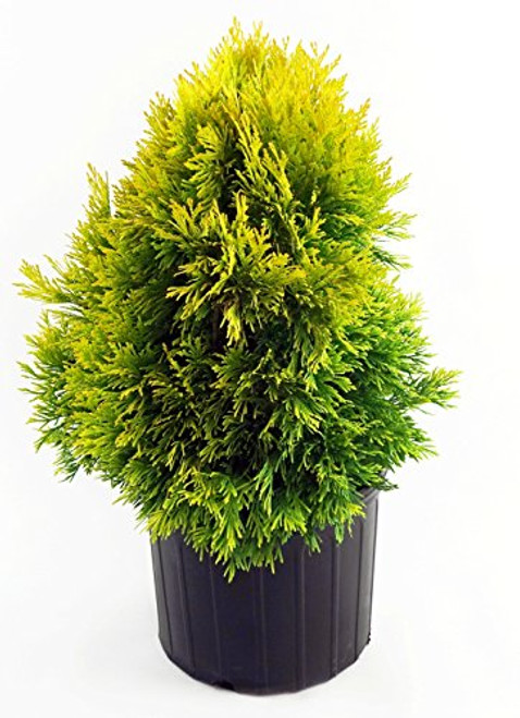 Thuja plicata Forever Goldy  (Western Arborvitae) Evergreen, #3 - Size Container