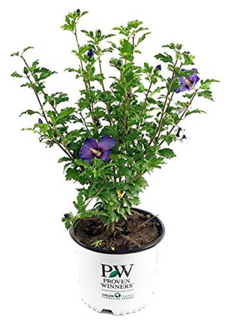 Proven Winners - Hibiscus syriacus Azurri Blue Satin (Rose of Sharon) Shrub, blue w/ red flowers, #3 - Size Container