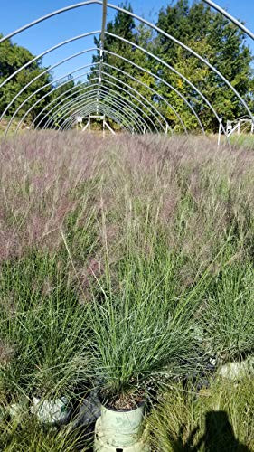 American Beauties Native Plants Muhlenbergia capillaris (Hairawn Muhly, Longawn Hair) Grass, 1 - Size Container, Pink to red Flowers