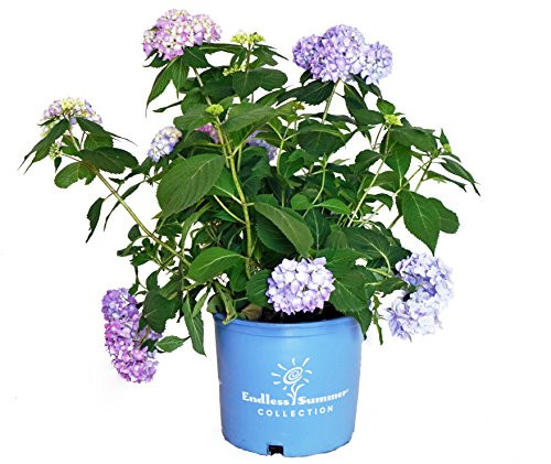 Endless Summer Collection - Hydrangea mac. Endless Summer The Original (Reblooming Hydrangea) Shrub, RB pink or blue, #3 - Size Container