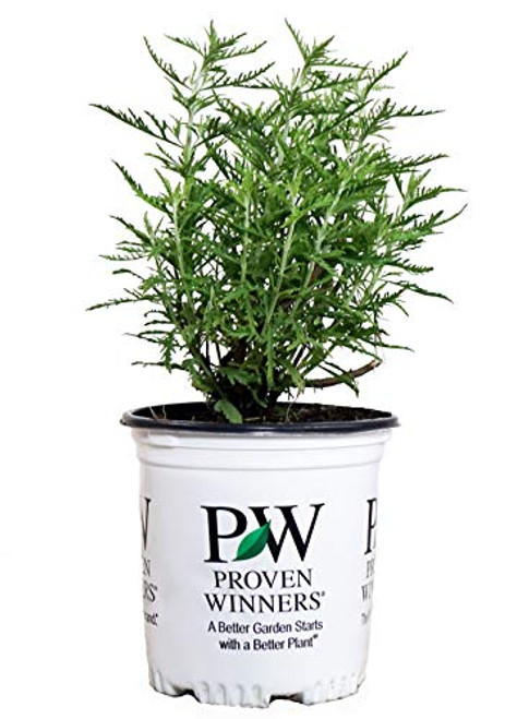 Proven Winners - Perovskia atri. 'Denim'n Lace' (Russian Sage) Perennial, blue flowers, 1 - Size Container