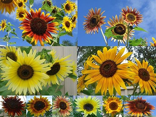 Non GMO Bulk Sunny - Sunflower Seed Mix 10 Species of Wildflower Seeds Helianthus annuus (1 oz)