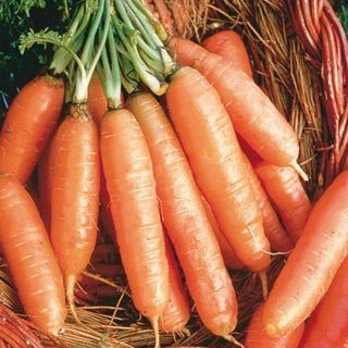 Bulk Organic Carrot Seeds Scarlet Nantes (1 OZ)
