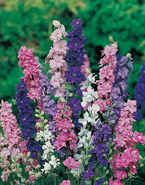 Non GMO Bulk Rocket Larkspur 'Giant Imperial Mix' Flower Seeds Consolida ambigua (1 oz)