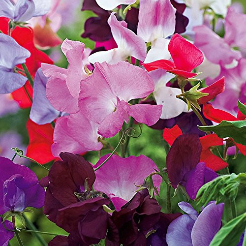 Non GMO Bulk Sweet Pea, Early Multiflora Mix Flower Seeds Lathyrus odoratus (1 oz)
