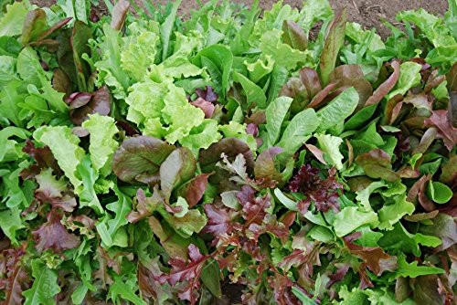 Bulk Organic Mesclun Mix Seeds (1 OZ) 26,650 Seeds