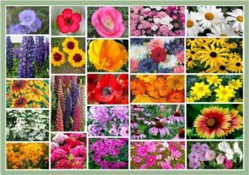 Non GMO Bulk Northeast Wildflower Seed Mix 53,000 Seeds 25 Species of Wildflower Seeds (1 oz)