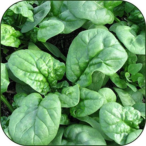 Organic Bulk Spinach Seeds (1 Lb)
