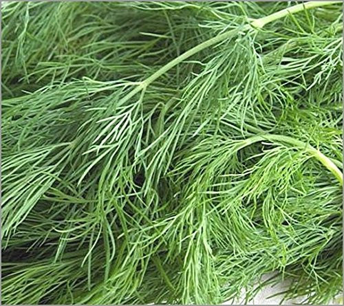 Bulk Organic Dill Seed (1 LB) Bulk Organic Dill Seed (1 LB)