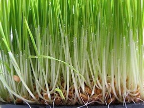 Non GMO Organic Wheatgrass Seeds; Hard Red Winter Wheat Cat Grass Seeds (1 lb)