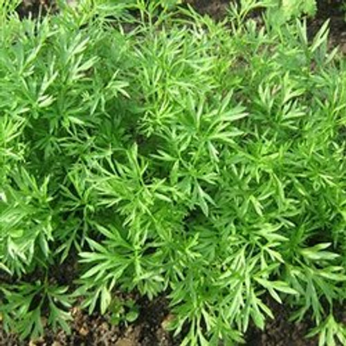 Bulk Organic Cilantro (Coriander) Seed (1 LB) Bulk Organic Cilantro (Coriander) Seed (1 LB)