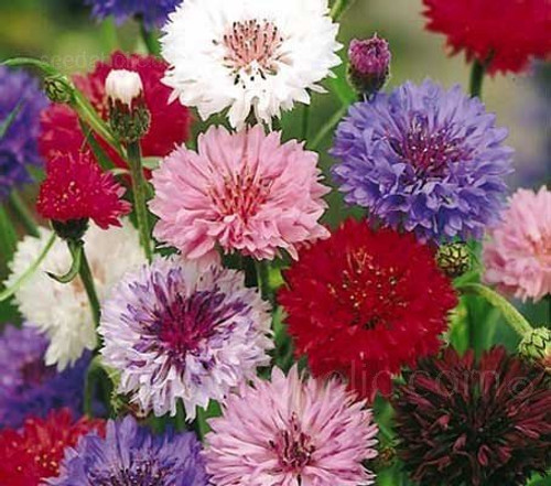 Non GMO Bulk Cornflower/Bachelor Button Seeds - 'Polka Dot Mixed' Centaurea cyanus (1 lb) 90,000 Seeds