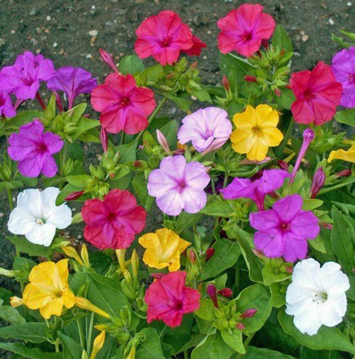 Non GMO Four O'Clock Mix Flower Seeds Mirabilis Jalapa (1 Lb) 6,000 Seeds Non GMO Four O'Clock Mix Flower Seeds Mirabilis Jalapa (1 Lb) 6,000 Seeds