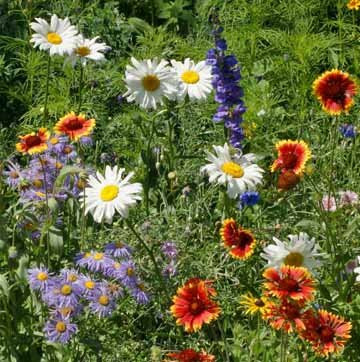 Non GMO Bulk Mountain Wildflower Seed Mix (1 lb) 550,000 Seeds