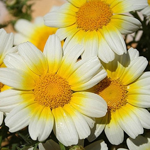 Non GMO Bulk Garland Daisy Seeds Chrysanthemum coronarium (1 lb)