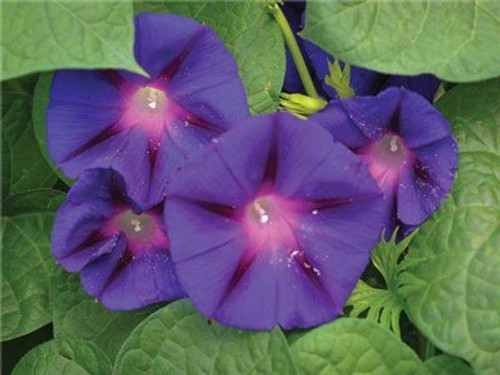 Non GMO Bulk Morning Glory, Grandpa OTT Flower Seeds (1 Lb) Non GMO Bulk Morning Glory, Grandpa OTT Flower Seeds (1 Lb)
