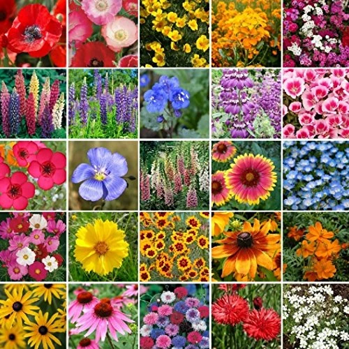 Non GMO Bulk Pacific Northwest Wildflower Seed Mix 550,000 Seeds (1 lb)