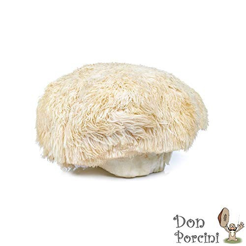 Lion's Mane Mushroom (Hericium erinaceus) Mycelium Dried Seeds Spawn Lion's Mane Mushroom Spores (1 oz) by Don Porcini
