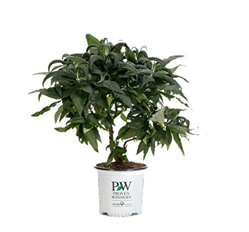 Proven Winners BUDPRC1446101 Pugster Amethyst Live Shrub 1 Gallon Purple