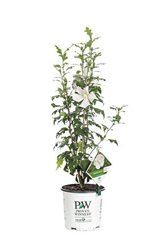 Proven Winners HIBPRC2416101 White Pillar Live Shrub 1 Gallon