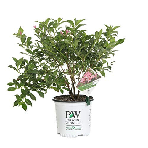 Proven Winners WEIPRC1106101 Sonic Bloom Pure Pink Live Shrub 1 Gallon Proven Winners WEIPRC1106101 Sonic Bloom Pure Pink Live Shrub 1 Gallon