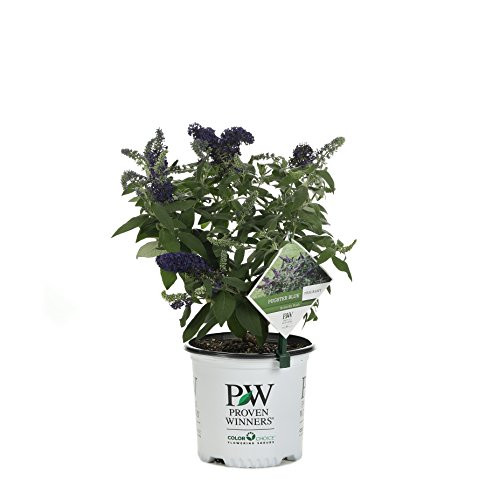 Pugster Blue Butterfly Bush (Buddleia) Live Shrub, Blue Flowers, 1 Gallon Pugster Blue Butterfly Bush (Buddleia) Live Shrub, Blue Flowers, 1 Gallon