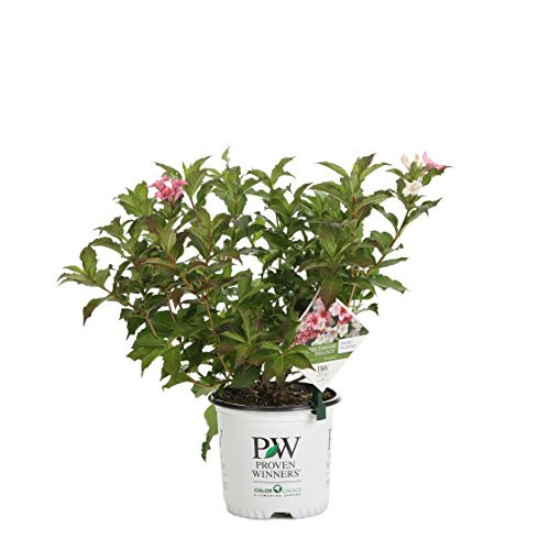 Czechmark Trilogy (Weigela) Live Shrub, White, Pink, and Red Flowers, 1 Gallon