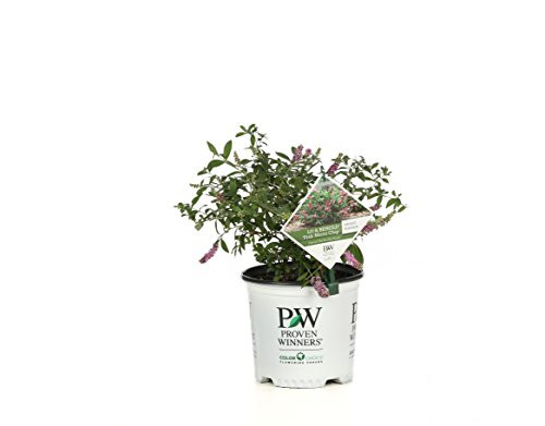 1 Gal. Lo & Behold 'Pink Micro Chip' Butterfly Bush (Buddleia) Live Shrub, Pink Flowers