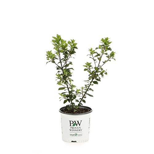 Castle Wall Blue Holly (Ilex) Live Evergreen Shrub, White Flowers, Pollinator, 1 Gallon