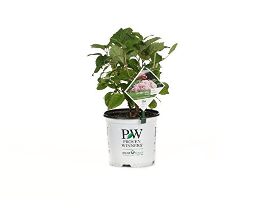 Incrediball Blush Smooth Hydrangea, Live Shrub, Light Pink Flowers, 1 Gallon Incrediball Blush Smooth Hydrangea, Live Shrub, Light Pink Flowers, 1 Gallon
