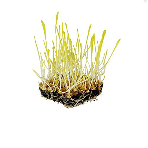 Yellow Popcorn Garden Seeds - 1 Lb - Non-GMO, Organic, Heirloom Vegetable Gardening & Microgreens Seeds - Pop Corn Yellow Popcorn Garden Seeds - 1 Lb - Non-GMO, Organic, Heirloom Vegetable Gardening & Microgreens Seeds - Pop Corn