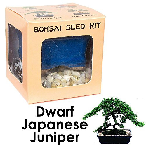 Eve's Dwarf Japanese Juniper Bonsai Seed Kit, Woody, Complete Kit to Grow Dwarf Japanese Juniper Bonsai from Seed