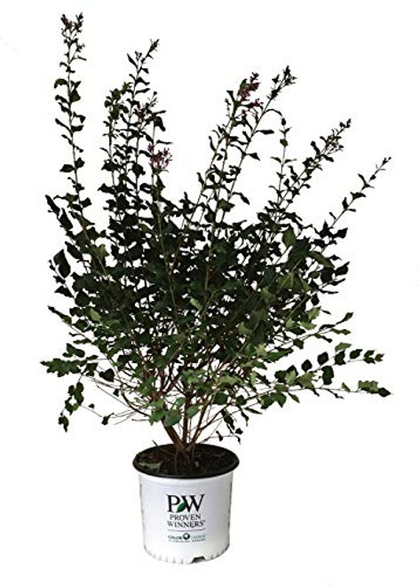 Proven Winners Bloomerang Lilac - Syringa X Bloomerang Dark Purple - 3 Gallon Proven Winners Bloomerang Lilac - Syringa X Bloomerang Dark Purple - 3 Gallon