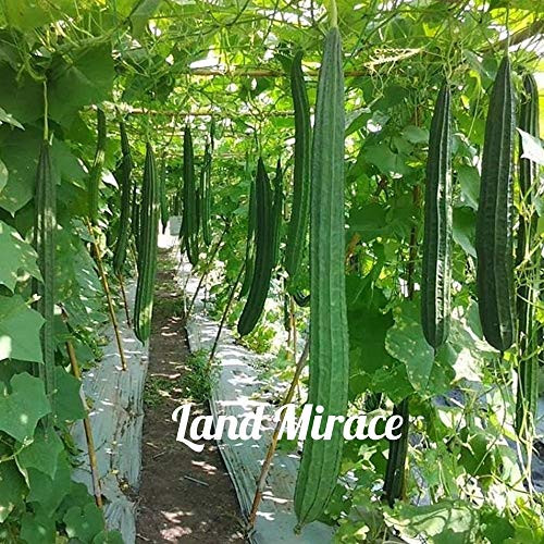 Seed Chinese Vegetable Sponge Vegetable New Angled Luffa Vegetable Loofah Sponges Chinese Okra 10 Fresh Seeds Seed Chinese Vegetable Sponge Vegetable New Angled Luffa Vegetable Loofah Sponges Chinese Okra 10 Fresh Seeds