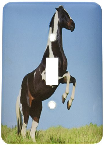 3dRose lsp_61939_1 Magnificent Brown n White Horse Single Toggle Switch Multicolor