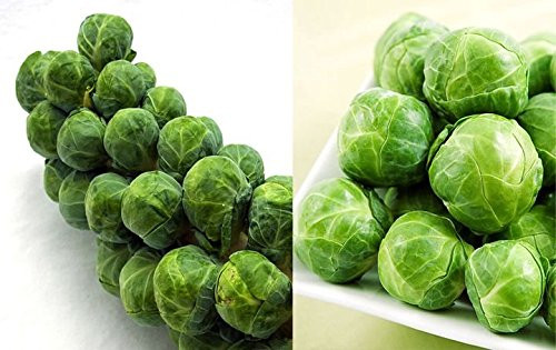 100+ ORGANICALLY GROWN Long Island Improved Brussel Sprouts Seeds Heirloom NON-GMO, Delicious, Healthy, From USA
