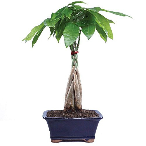 Brussel's Bonsai Live Money Indoor Bonsai Tree - 4 Years Old; 10" to 14" Tall with with Decorative Container,