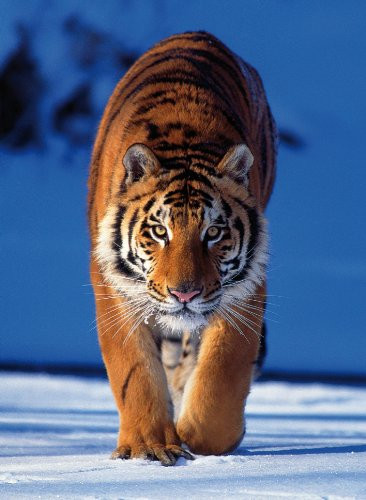 Clementoni Tiger 500 Piece Jigsaw Puzzle